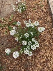 Lobularia maritima