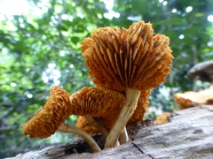 Gymnopilus lepidotus