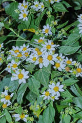 Montanoa guatemalensis