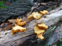 Gymnopilus lepidotus