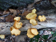 Gymnopilus lepidotus