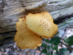 Gymnopilus lepidotus