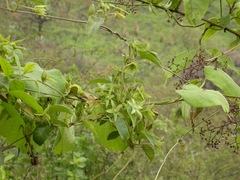 Gonolobus grandiflorus
