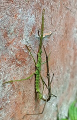 Cnipsomorpha kunmingensis