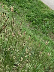 Plantago lanceolata