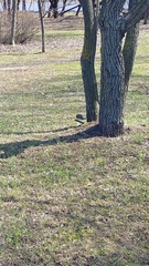Turdus pilaris