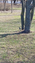 Turdus pilaris