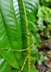 Spinoparapachymorpha