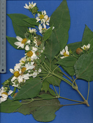 Montanoa guatemalensis
