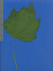 Montanoa guatemalensis