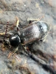Lesteva punctata