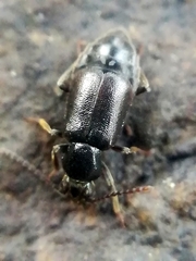 Lesteva punctata