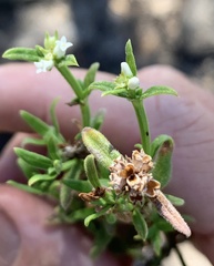 Galium leptogonium