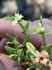 Galium leptogonium
