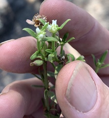 Galium leptogonium