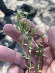 Galium leptogonium