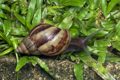 Lissachatina fulica