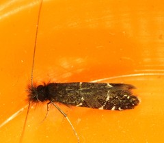 Adela septentrionella