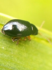 Aphthona nonstriata