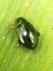 Aphthona nonstriata
