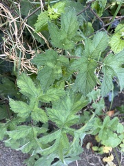 Heracleum sphondylium