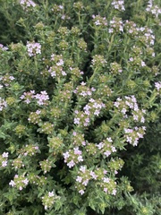 Thymus vulgaris