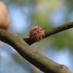 Dryocosmus floridensis