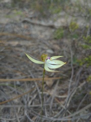 Praecoxanthus aphyllus