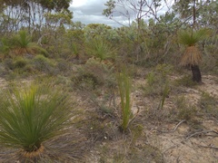 Praecoxanthus aphyllus