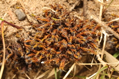 Syntrichia ruraliformis