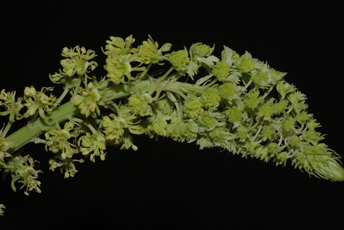 Wild Mignonette
