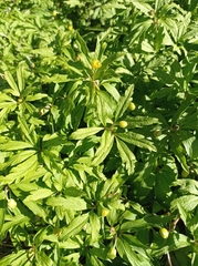 Anemonoides ranunculoides