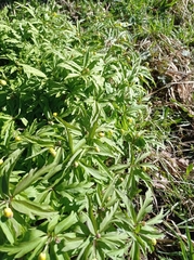 Anemonoides ranunculoides