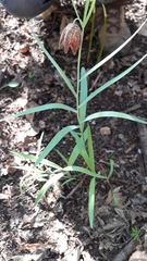 Fritillaria montana