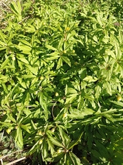 Anemonoides ranunculoides