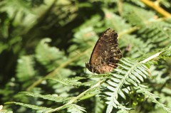 Praepedaliodes phanias