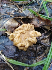 Gyromitra gigas