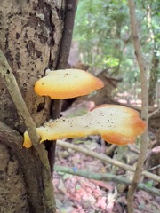 Fungi