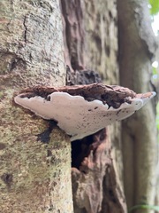 Fungi