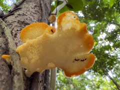 Fungi