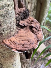 Fungi