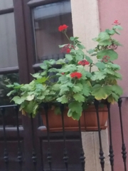 Hibiscus rosa-sinensis