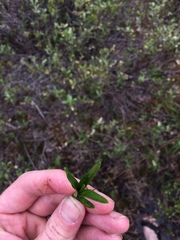 Dulichium arundinaceum