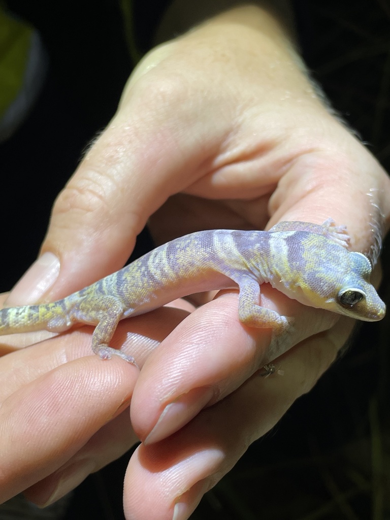 Silver-Eyed Velvet Gecko