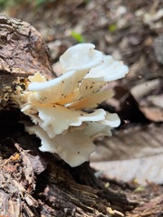 Fungi