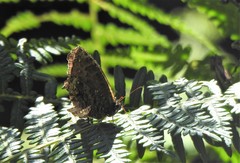 Praepedaliodes phanias