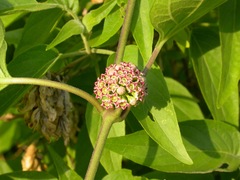 Marsdenia astephanoides