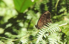 Praepedaliodes phanias