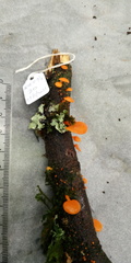 Favolaschia calocera