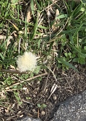 Taraxacum